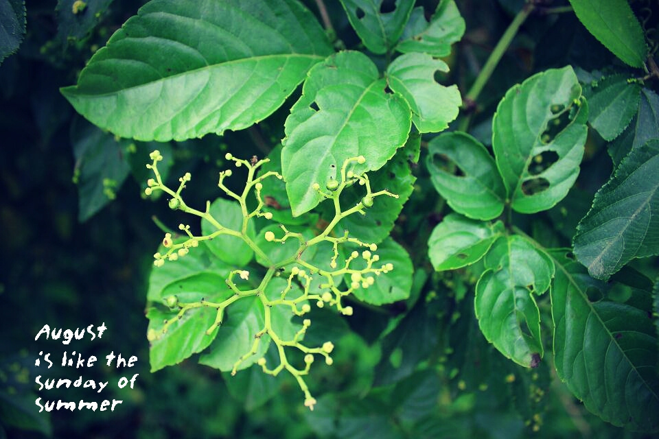 八月未央Cosplay图片